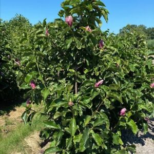 Magnolia ‘Galaxy’