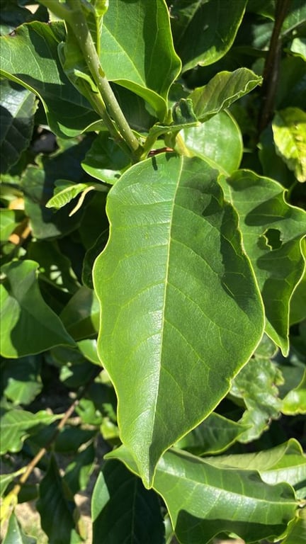 Magnolia ‘Galaxy’