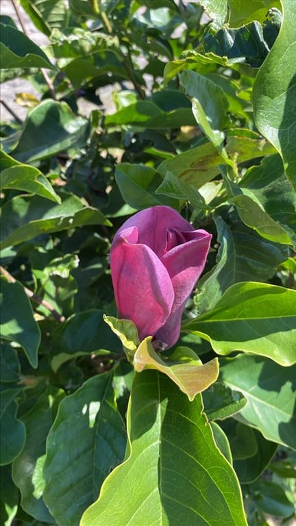 Magnolia ‘Galaxy’