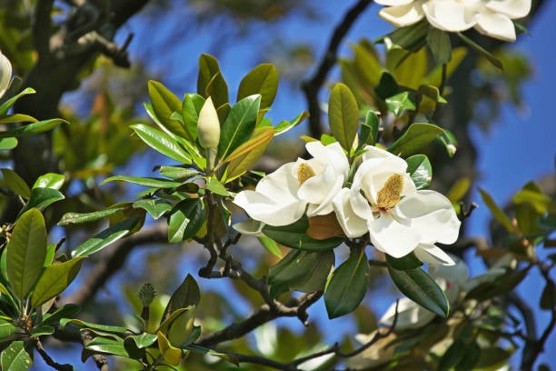 Magnolia grand. ‘Galissonnière’