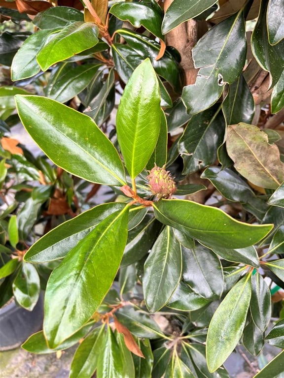 Magnolia grand. ‘Galissonnière’