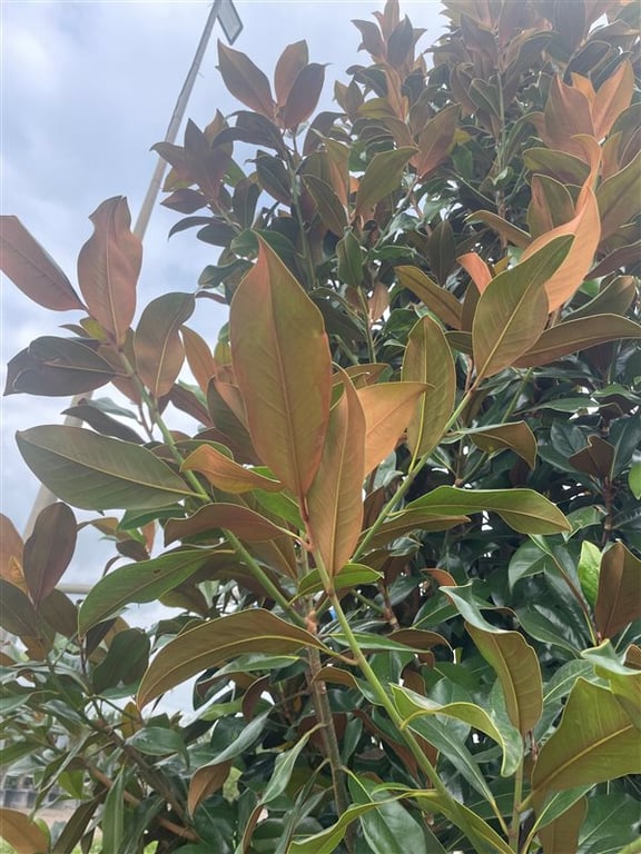 Magnolia grand. ‘Galissonnière’