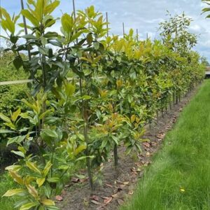 Magnolia grandiflora