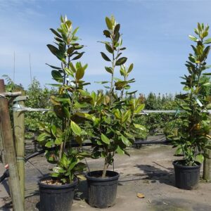 Magnolia grandiflora