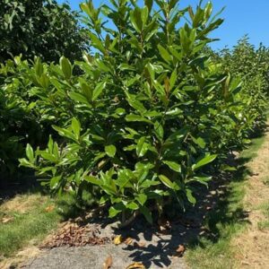 Magnolia grandiflora