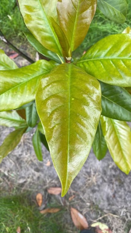 Magnolia grandiflora