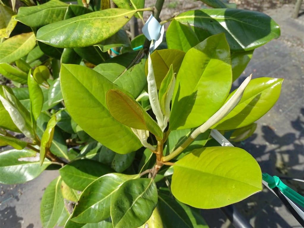 Magnolia grandiflora