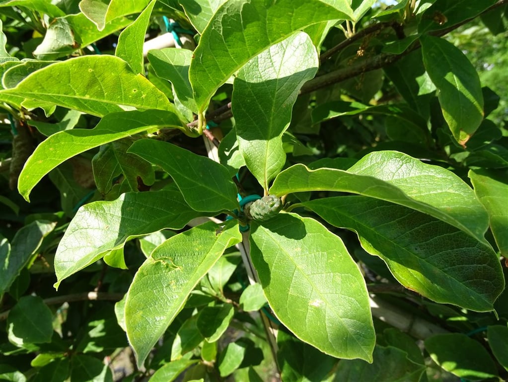 Magnolia loebneri ‘Merrill’