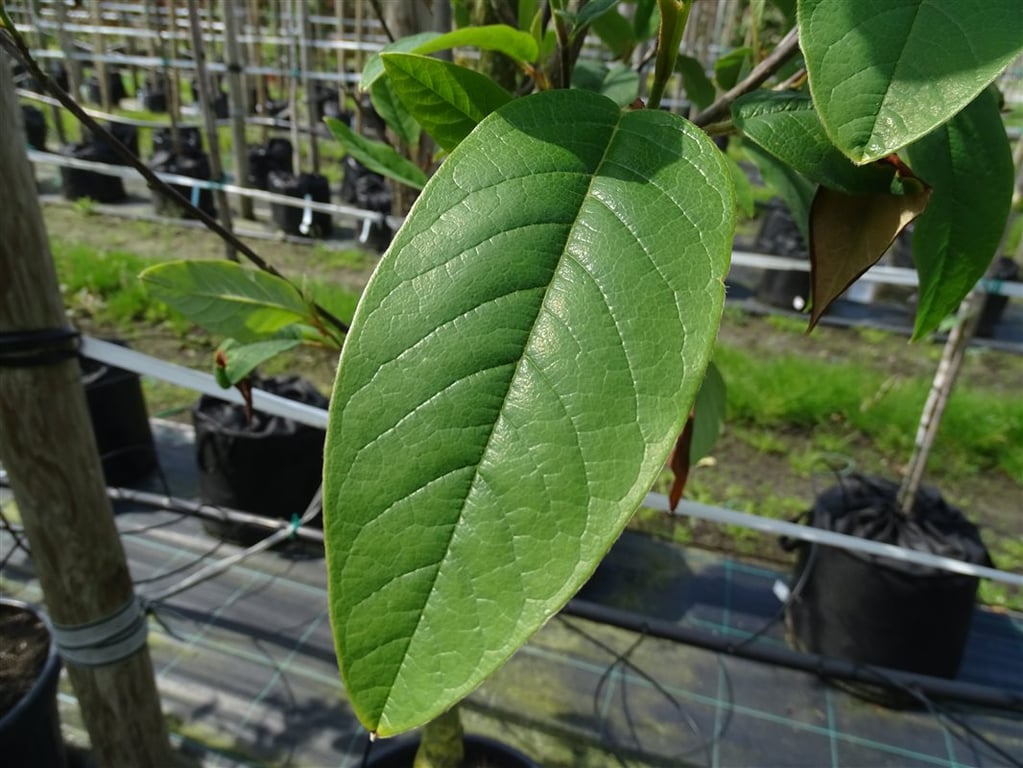 Magnolia sieboldii