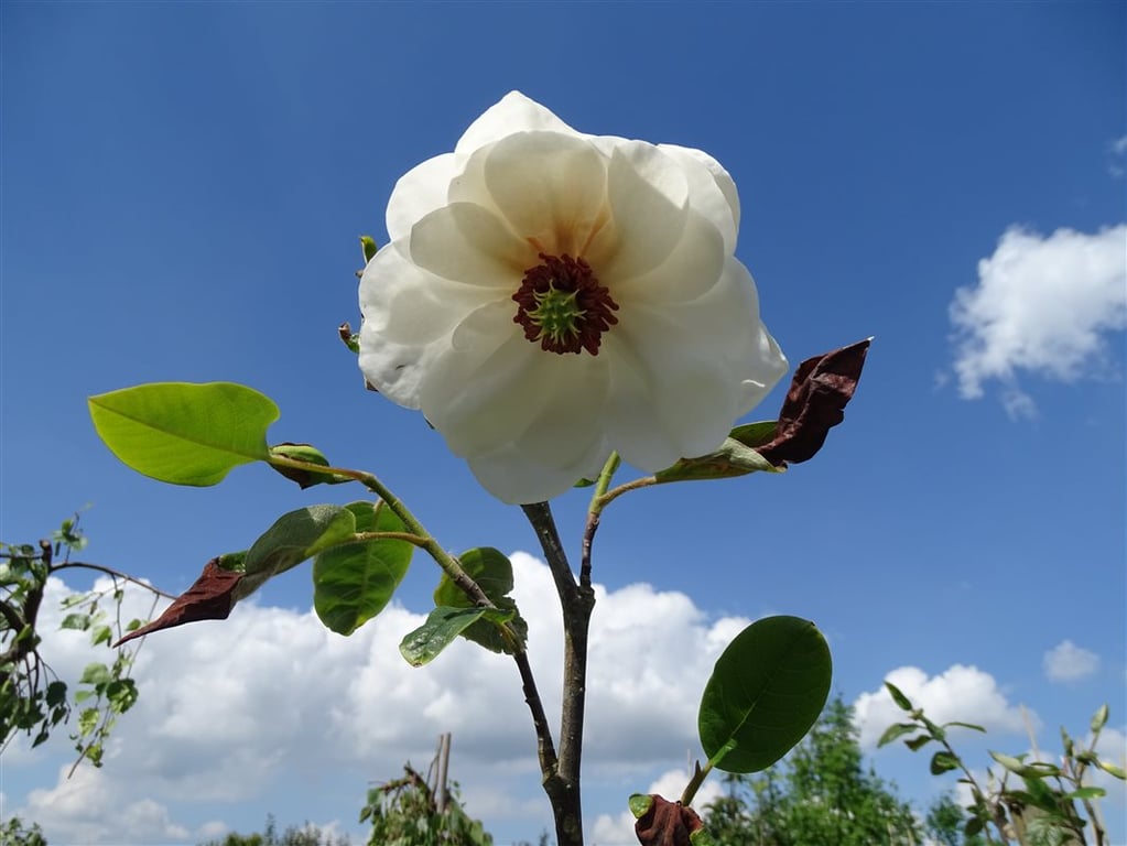 Magnolia sieboldii