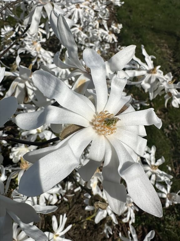 Magnolia stellata