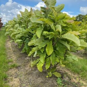 Magnolia tripetala