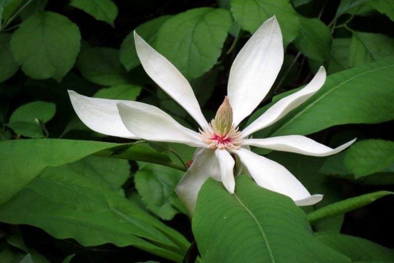 Magnolia tripetala