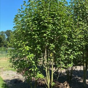 Magnolia virginiana