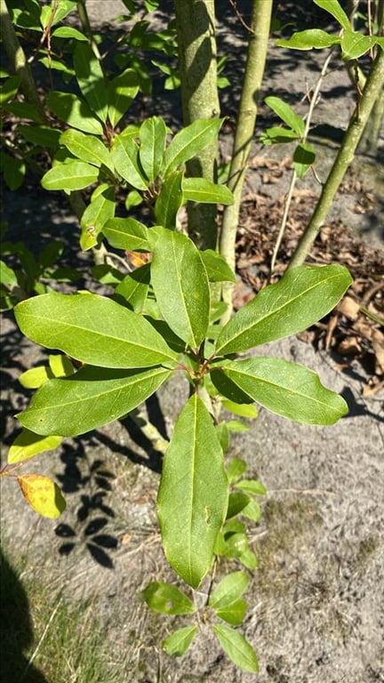 Magnolia virginiana