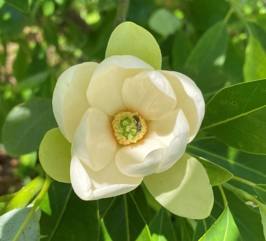 Magnolia virginiana