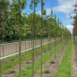 Malus baccata ‘Street Parade’