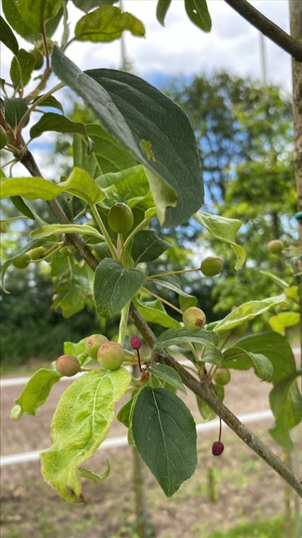 Malus baccata ‘Street Parade’