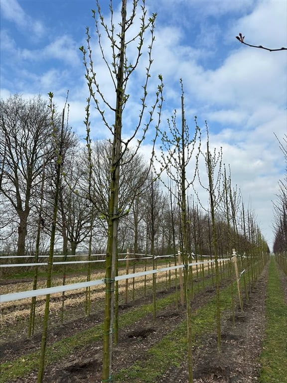 Malus baccata ‘Street Parade’