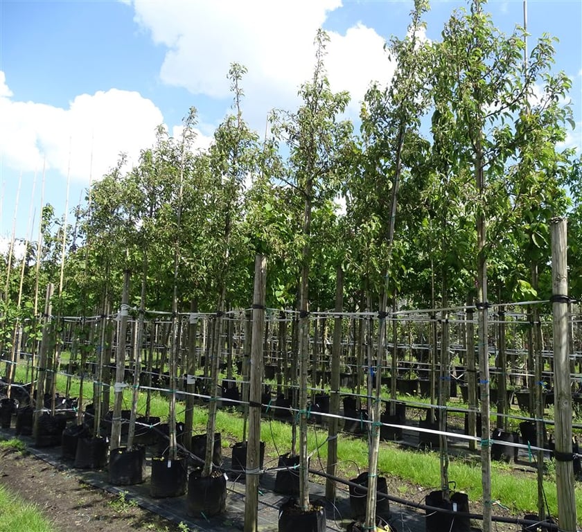 Malus ‘Comtesse de Paris’