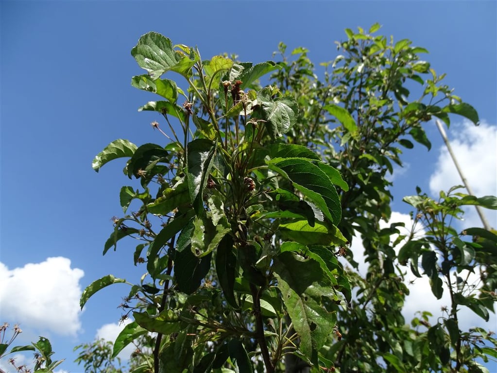 Malus ‘Comtesse de Paris’