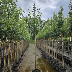 Malus d. ‘Cox’s Orange Pippin’