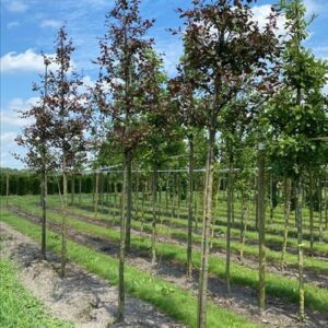 Malus ‘Directeur Moerlands’