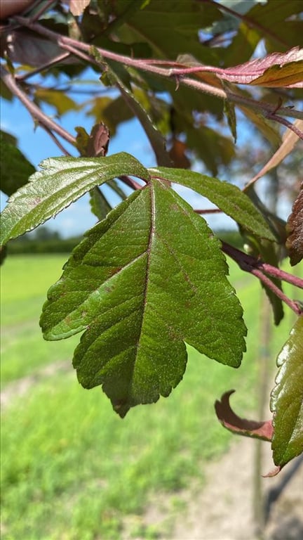 Malus ‘Directeur Moerlands’