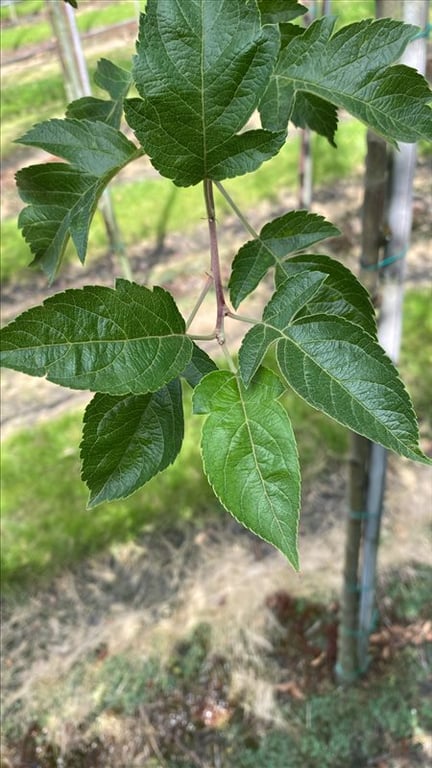 Malus ‘Evereste’