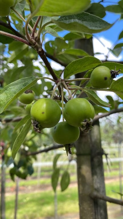 Malus ‘Evereste’