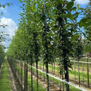 Malus ‘Golden Hornet’