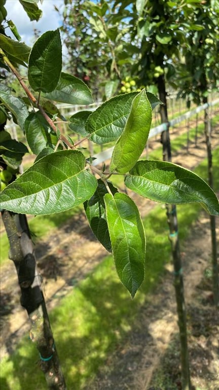 Malus ‘Golden Hornet’