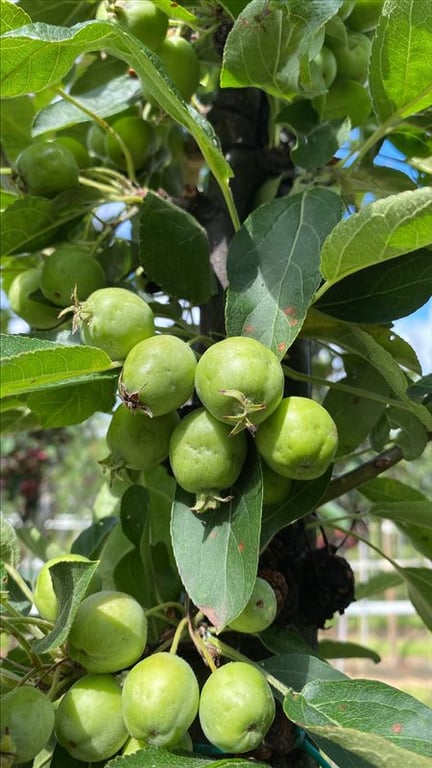 Malus ‘Golden Hornet’