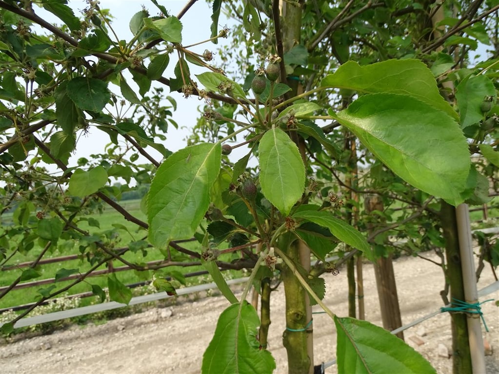 Malus ‘Hyslop’