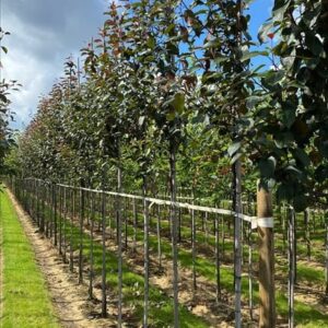 Malus ‘Mokum’