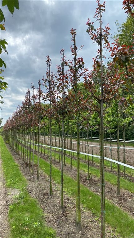 Malus ‘Mokum’