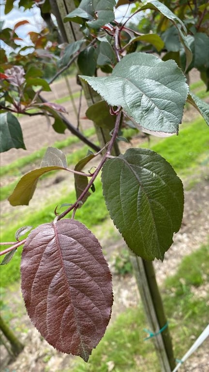 Malus ‘Mokum’