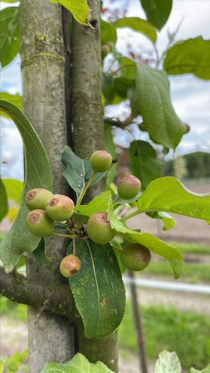 Malus ‘Mokum’