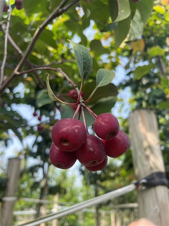 Malus ‘Mokum’