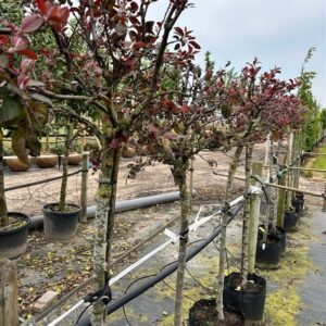 Malus ‘Neville Copeman’