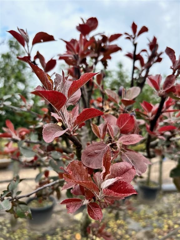 Malus ‘Neville Copeman’