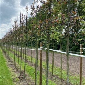 Malus ‘Red Obelisk’