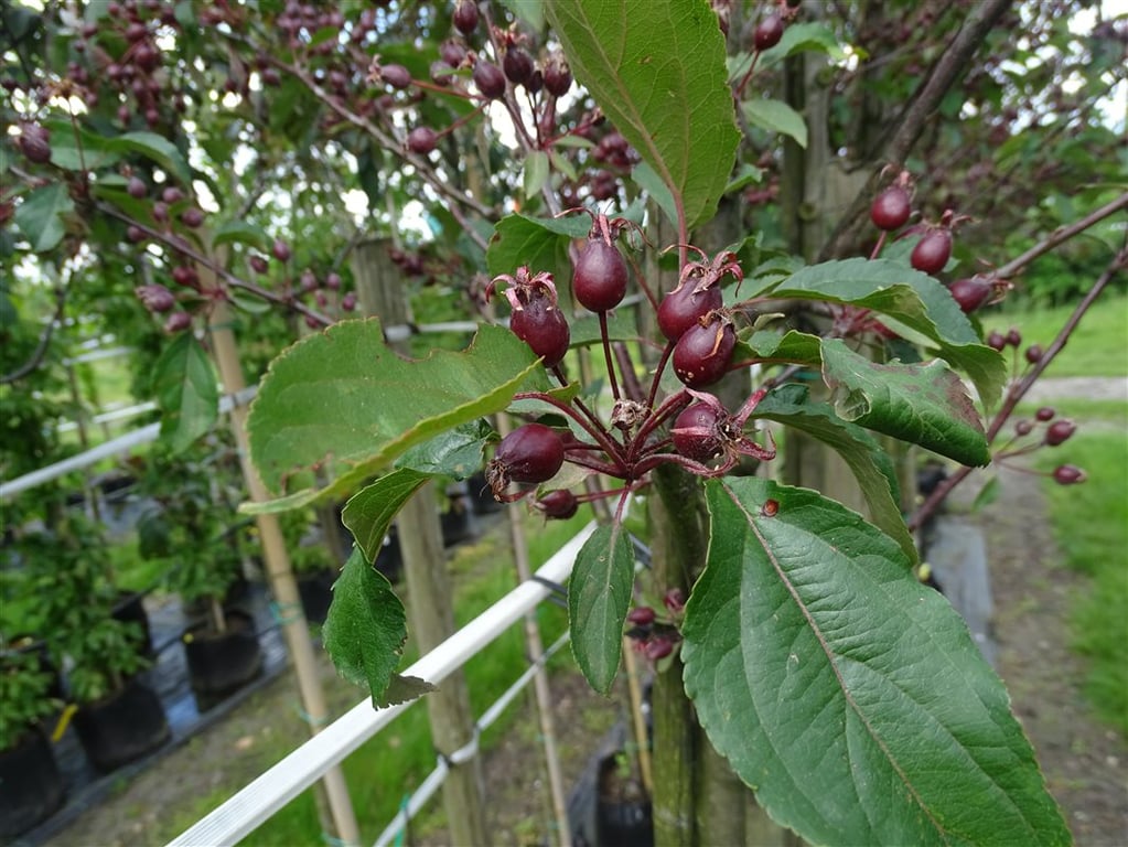 Malus ‘Red Obelisk’