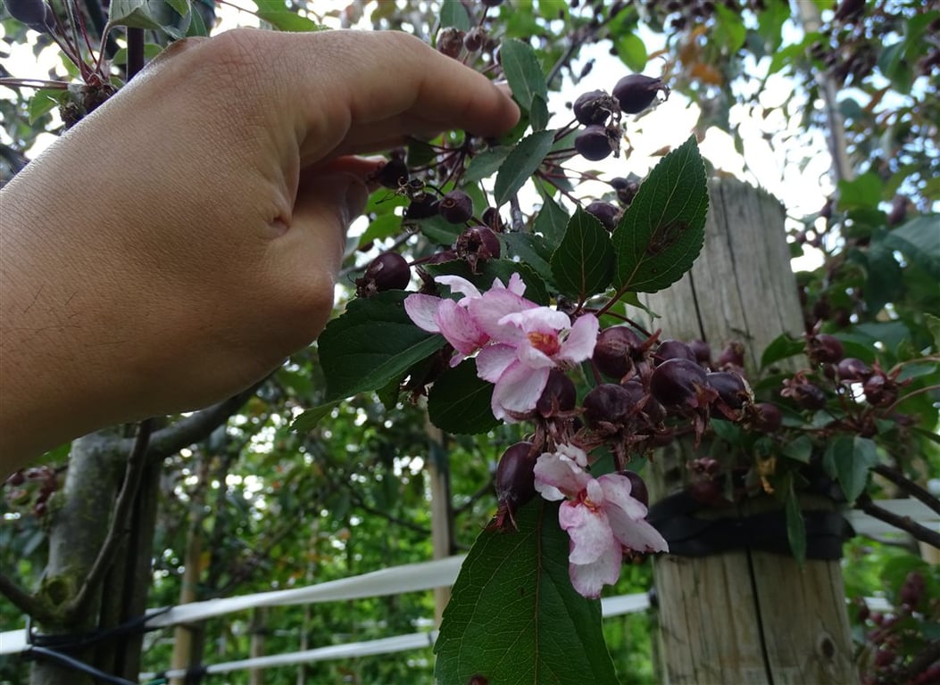 Malus ‘Red Obelisk’