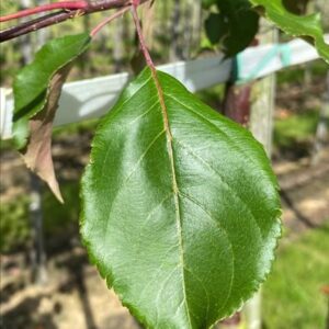 Malus ‘Red Sentinel’