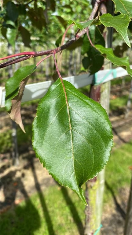 Malus ‘Red Sentinel’