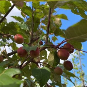 Malus ‘Red Sentinel’