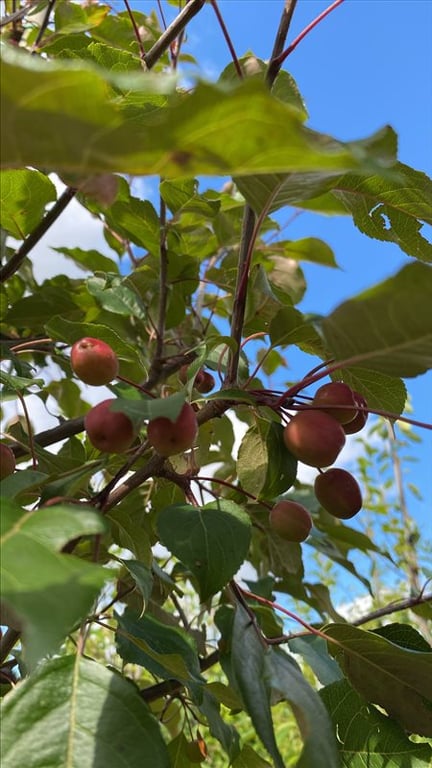 Malus ‘Red Sentinel’