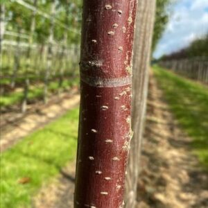 Malus ‘Red Sentinel’