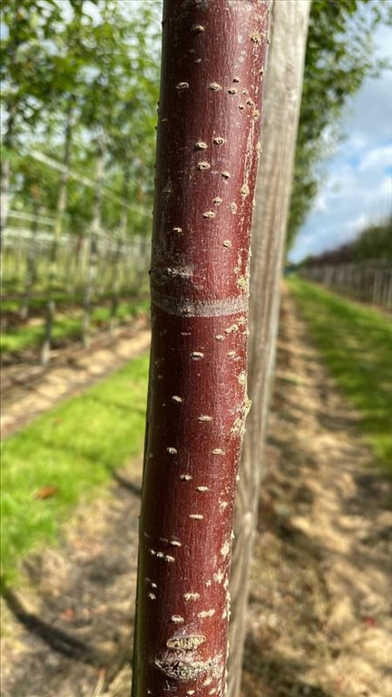 Malus ‘Red Sentinel’